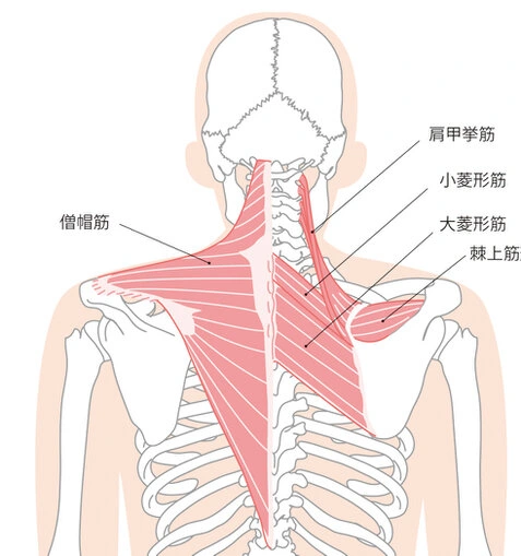 背骨と姿勢の模型を用いて説明する整体師
